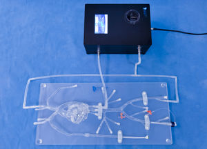 modello anatomico di arterie coronarie 1