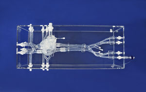 modello anatomico di cuore 1