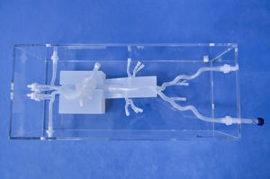 modello anatomico cardiaco 1