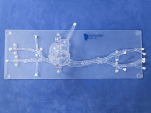 modello anatomico di cuore 1