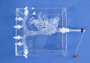 modello anatomico di cuore 1