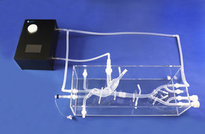 modello anatomico cardiaco 1