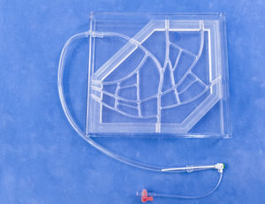 modello anatomico di arterie coronarie 1