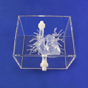 modello anatomico di arteria 1