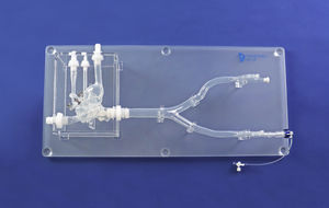 modello anatomico cardiaco 1