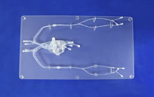 modello anatomico di cuore 1