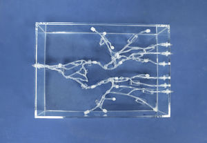 modello anatomico addominale 1