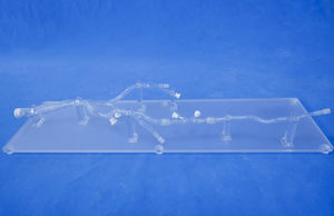 modello anatomico arti inferiori 1