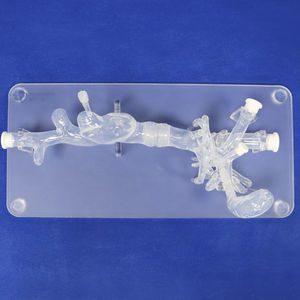 modello anatomico addominale 1