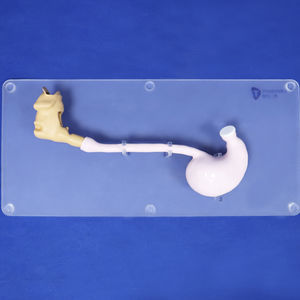 modello anatomico di testa 1