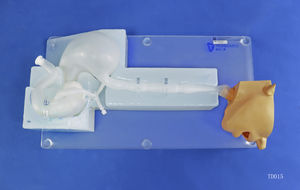 modello anatomico di testa 1