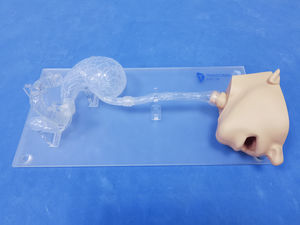 modello anatomico di testa 1