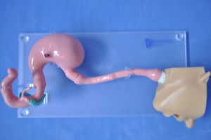 modello anatomico di testa 1