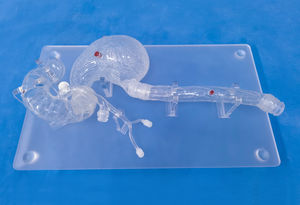 modello anatomico di testa 1