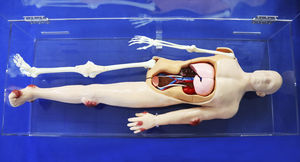 modello anatomico di corpo intero