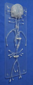 modello anatomico intracranico 1