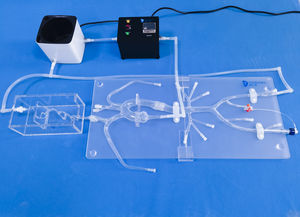 modello anatomico intracranico