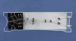 modello anatomico intracranico 1