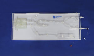 modello vascolare intracranico 1