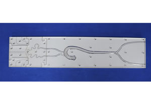modello anatomico intracranico 1