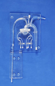 modello anatomico di arterie coronarie 1