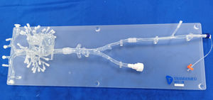 modello vascolare cardiaco