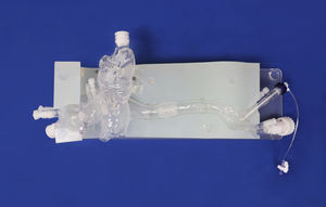 modello vascolare cardiaco 1