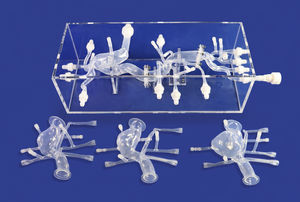 modello anatomico cardiaco 1