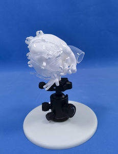 modello anatomico di cuore 1
