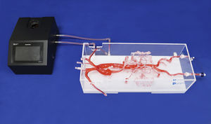 modello anatomico addominale