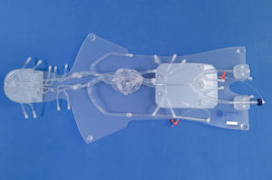 modello anatomico per angiografia 1