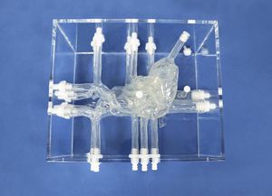 modello anatomico di cuore 1