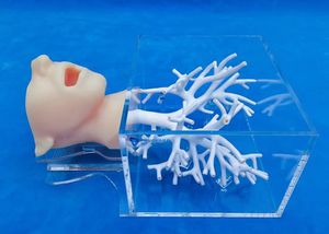 modello anatomico di testa 1