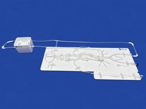 modello vascolare di cervello 1
