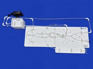 modello vascolare di cervello 1