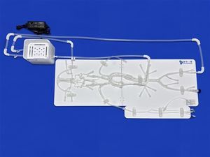 modello vascolare intracranico 1