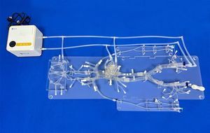 modello vascolare di corpo intero 1