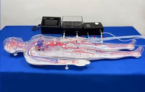 modello vascolare di corpo intero