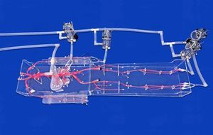 modello vascolare di corpo intero 1