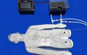 modello vascolare di corpo intero 1