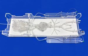 modello anatomico intracranico 1