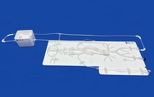 modello vascolare di cervello 1