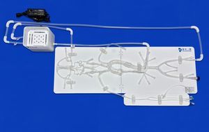 modello vascolare intracranico 1