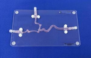 modello anatomico di arteria carotide 1
