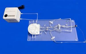 modello vascolare intracranico 1