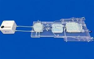 modello vascolare di sistema nervoso 1