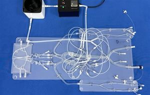 modello vascolare di sistema nervoso 1