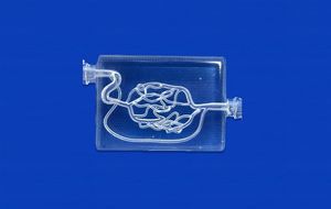 modello vascolare di cervello 1