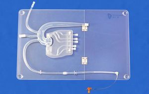 modello anatomico di arterie coronarie 1