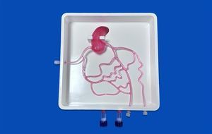 modello vascolare di arterie coronarie 1